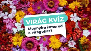 Read more about the article 10 Kép, 10 Virág, 10 Név – Teszteld Tudásod a Virágokról!