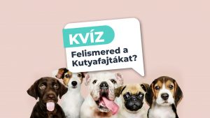 Read more about the article Felismered a Kutyafajtákat? Tedd Próbára a Tudásod ezzel a Kutyakvízzel!