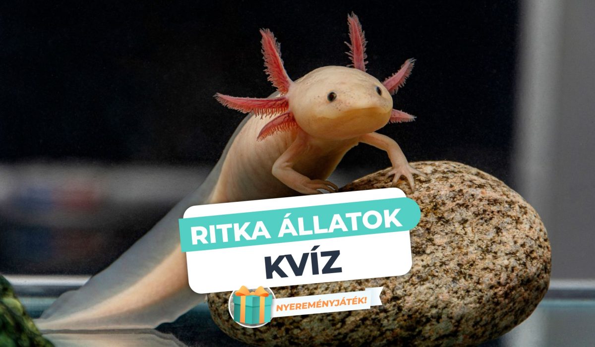 Ritka állatok – Te képes vagy megnevezni ezeket a különleges állatokat?