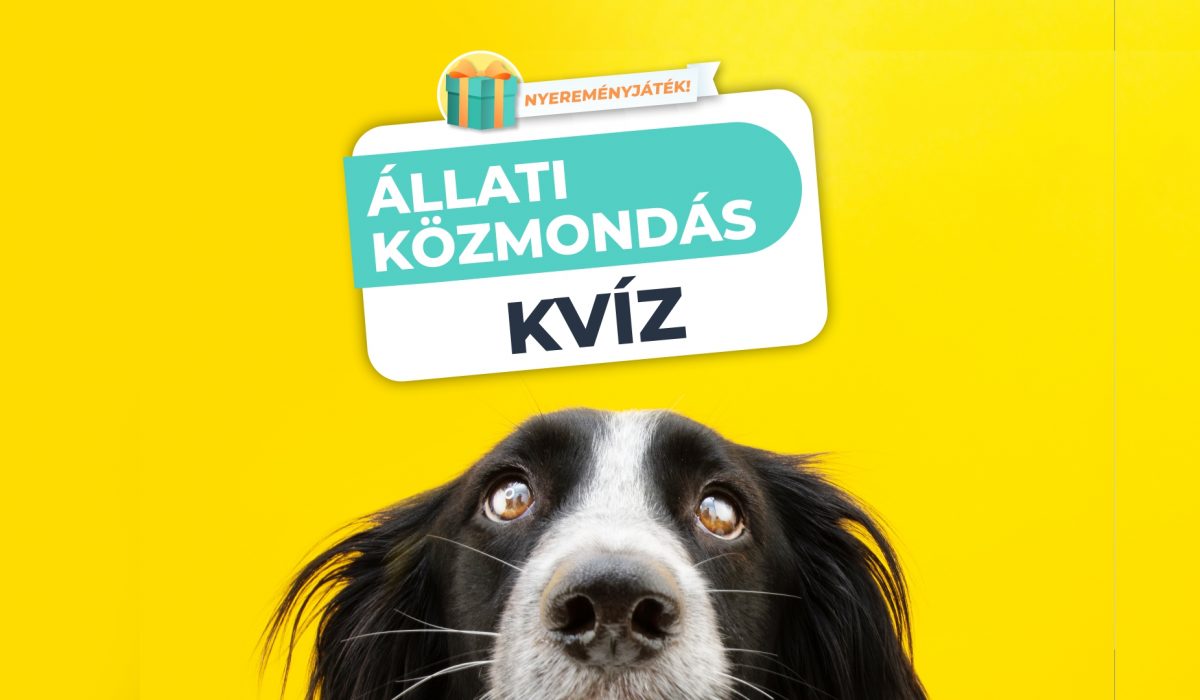 Állati Közmondások – Mennyire ismered az állatokkal kapcsolatos közmondásokat?