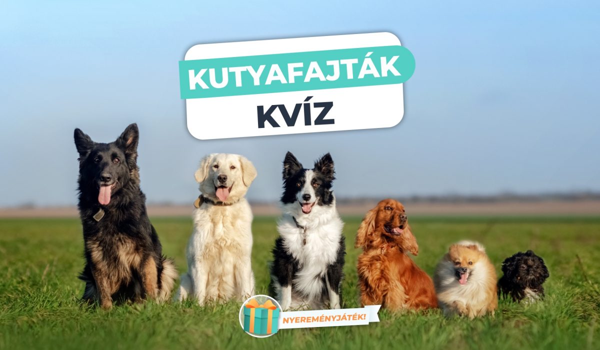 Kutyafajták Kvíz – Nézzük, mennyire vagy kutyaszakértő!