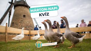 Read more about the article Márton-napi Kvíz: Mit tudsz Szent Márton napjáról és a hagyományokról?