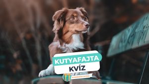Read more about the article Kutyafajta Kvíz – Felismered a fajtát egyetlen fotóból?