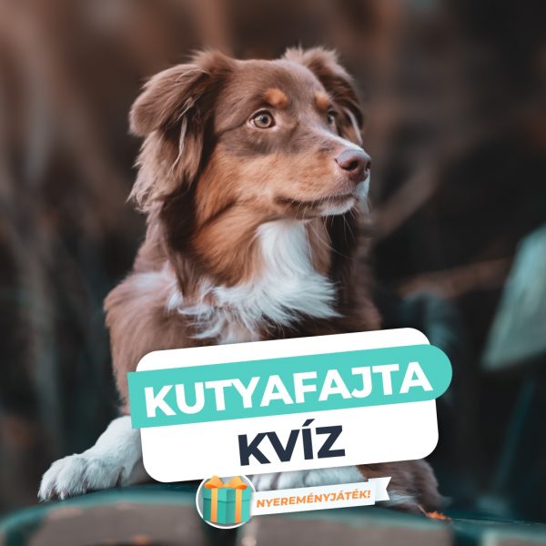 Kutyafajta Kvíz – Felismered a fajtát egyetlen…