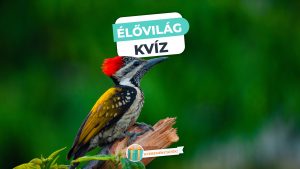 Read more about the article Élővilág Kvíz – Teszteld, mennyit tudsz az állatokról, növényekről!