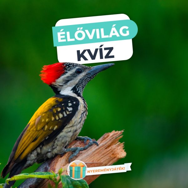 Élővilág Kvíz – Teszteld, mennyit tudsz az…