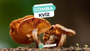 Read more about the article Gomba Kvíz – Teszteld gombaismereted ezzel a tavaszi kvízzel!
