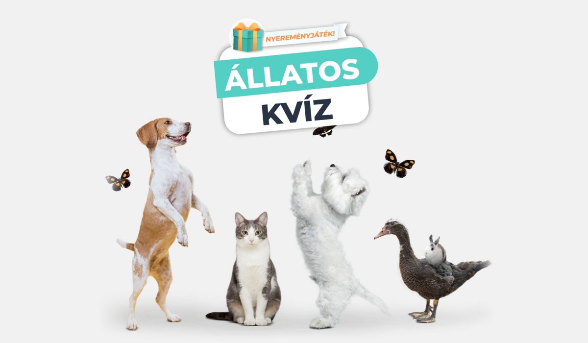 Állatos Kvíz – A legalapvetőbb tudnivalókra kérdezünk rá!