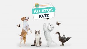 Read more about the article Állatos Kvíz – A legalapvetőbb tudnivalókra kérdezünk rá!