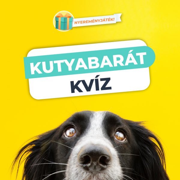 Kutyabarát Kvíz – Felismered a fajtákat?
