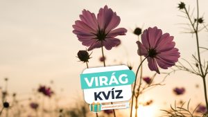 Read more about the article Virág Kvíz – Felismered ránézésre a növényeket?
