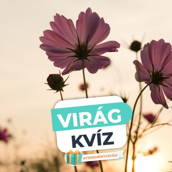 Virág Kvíz – Felismered ránézésre a növényeket?